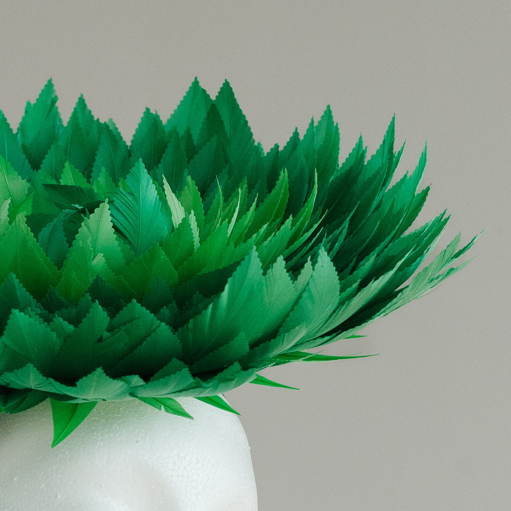 Fern